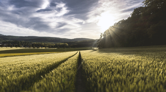 Champ de blé au coucher du soleil