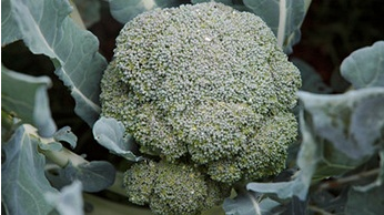 Brocoli
