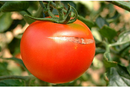 Tomate avec fendillement