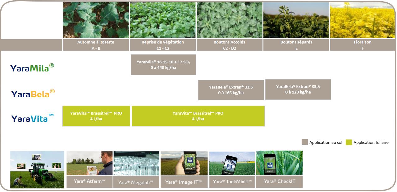 Colza couverture exportations