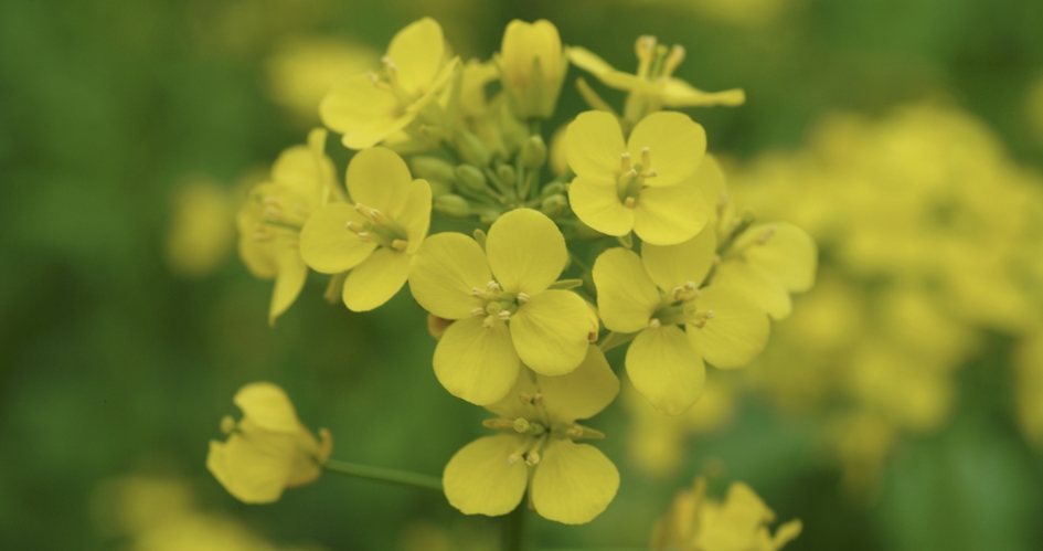 Fleurs de colza en bonne sant&eacute;