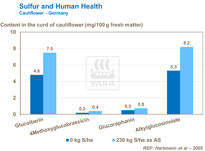 Soufre et santé humaine - Chou-fleur