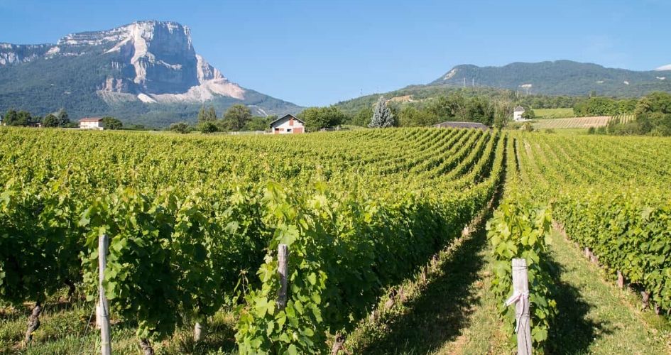 Vignoble au pied de la montagne