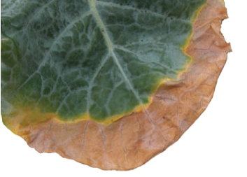 Feuille avec carence en potassium