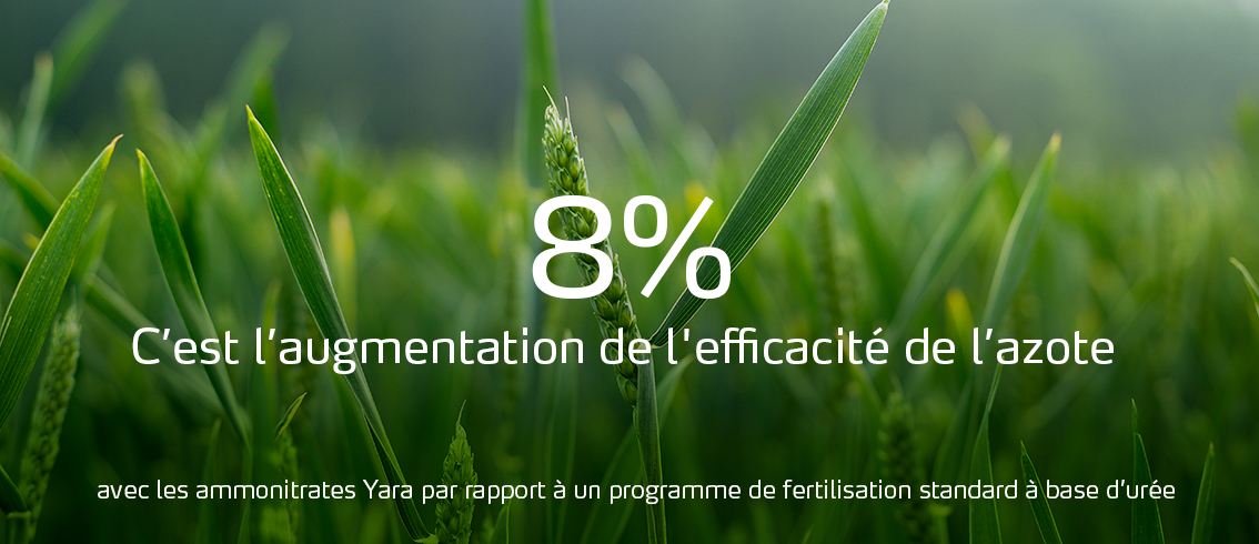 augmentation  de l 'efficacité de  l’azote avec les ammonitrates Yara par rapport à un programme de fertilisation standard à base d’urée