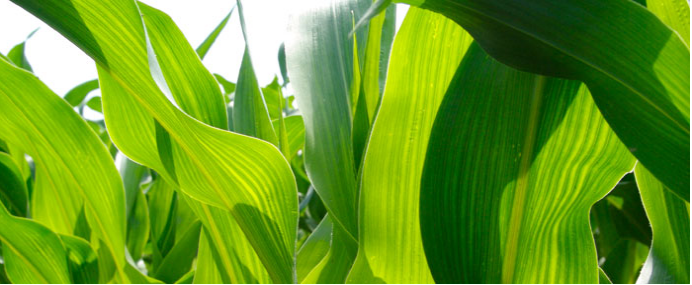Feuilles de maïs