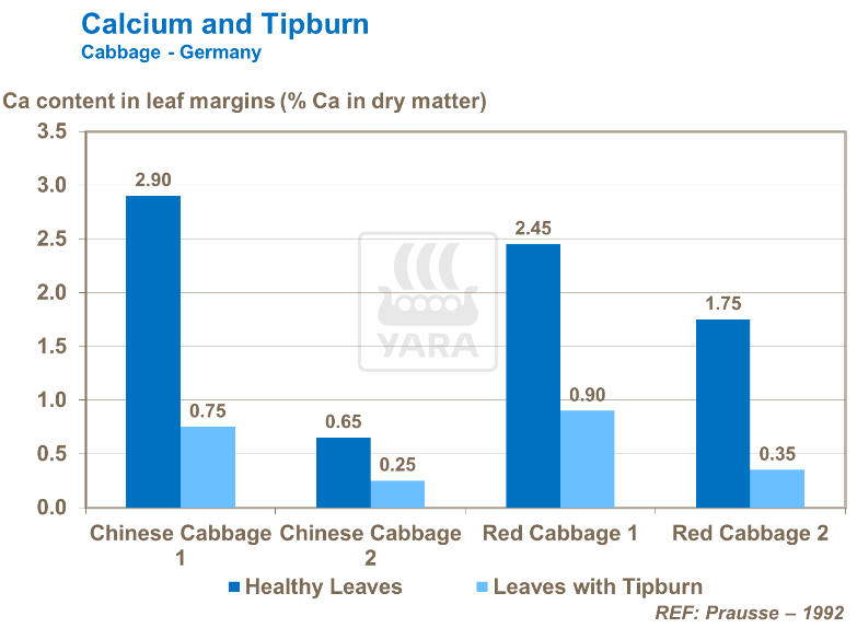 Calcium et brûlure apicale - Chou