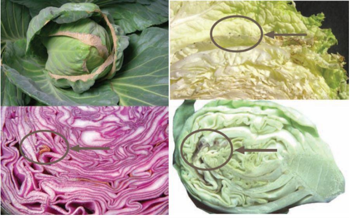 Brunissement interne dans les choux de Bruxelles et brûlures dans le chou blanc, rouge et chinois