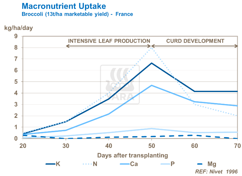 Absorption de macro-nutriments - Brocoli 