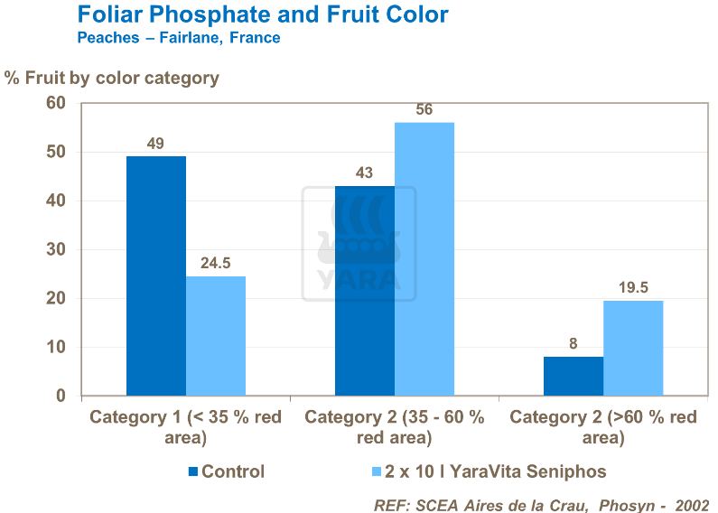Phosphate foliaire et couleur des fruits - Pêches