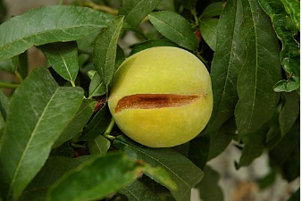 Fruit fissuré 