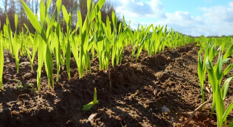 Jeunes pousses en croissance