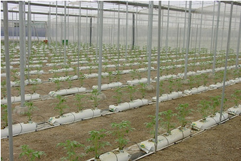 Tomates cultivées dans du substrat