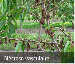 Nécrose vasculaire sur une branche