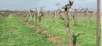 Couverture légumineuse dans allées de vignes