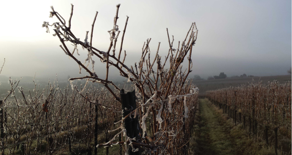 vignoble gelé