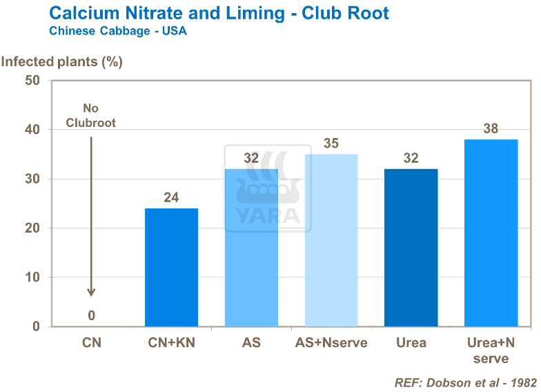 Nitrate de calcium et chaulage - Hernie - Chou chinois