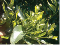 Feuilles d'arbres à agrumes