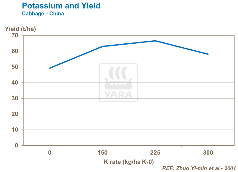 Potassium et rendement - Chou