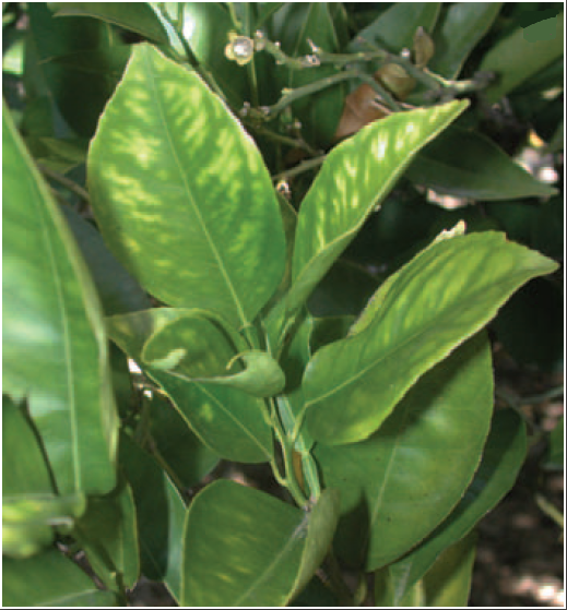 Feuille avec carence en manganèse