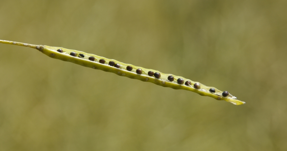 Des graines de colza dans une silique