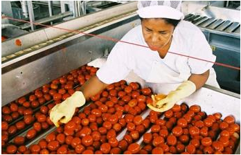 Tri des tomates en usine