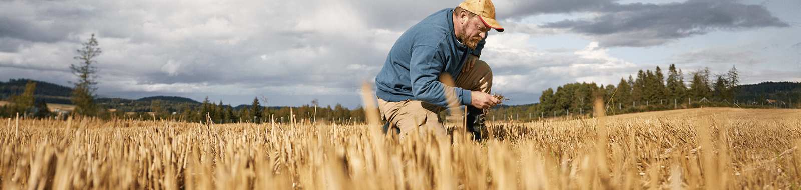 Un agriculteur vérifie la qualité de son blé