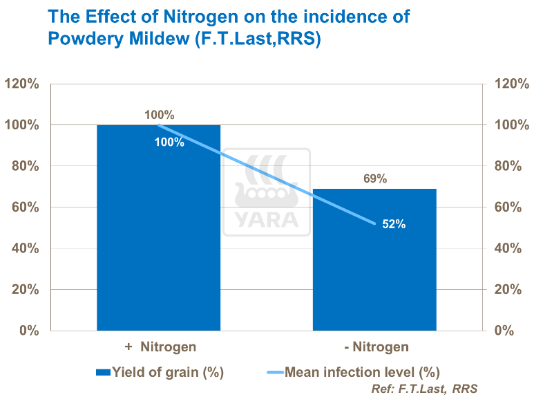 Effet de l'azote sur mildiou poudreux