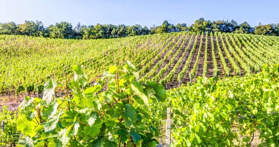 Vignoble ensoleillé sur une colline