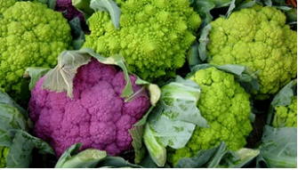 choux verts et violet 