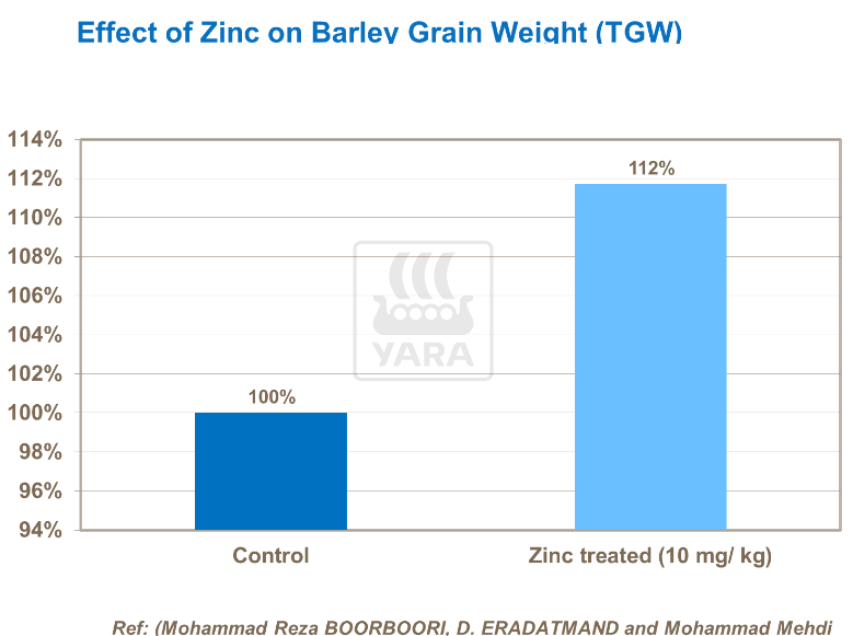 Effet du zinc sur le poids des grains d'orge