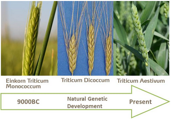 Evolution du blé depuis la préhistoire