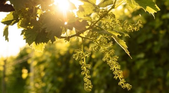 Vigne en floraison