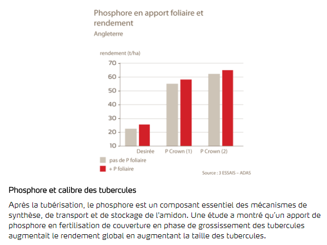 Phosphore et calibre des tubercules