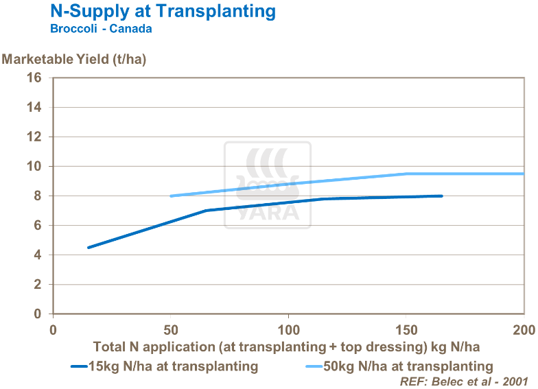 Réserves d'azote lors de repiquage - Brocoli