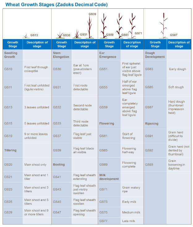 Etapes de croissance du blé
