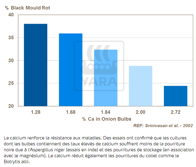 Calcium et pourritures du bulbe
