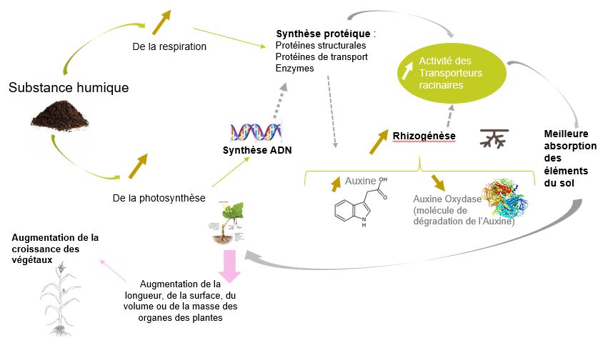 schéma action acide humique