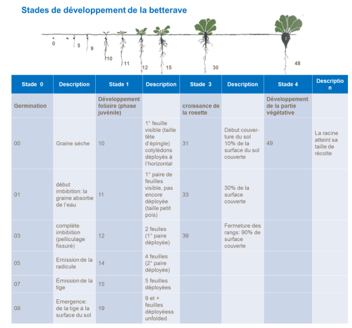 Stades de développement de la betterave