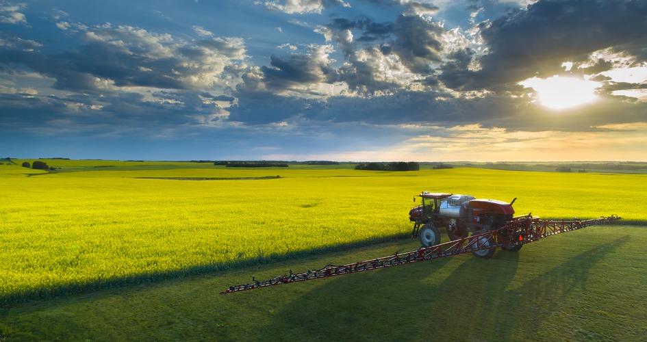 R&eacute;colte du colza