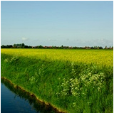 Champ le long d'un canal