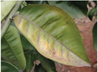 Feuille victime de brunissement