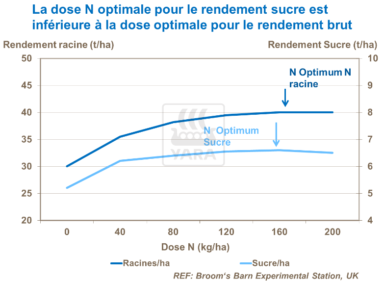 Dose d'azote optimale pour rendement sucre est inférieure à celle pour rendement brut