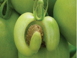 Ilustration cicatrices stylaires liégeuses