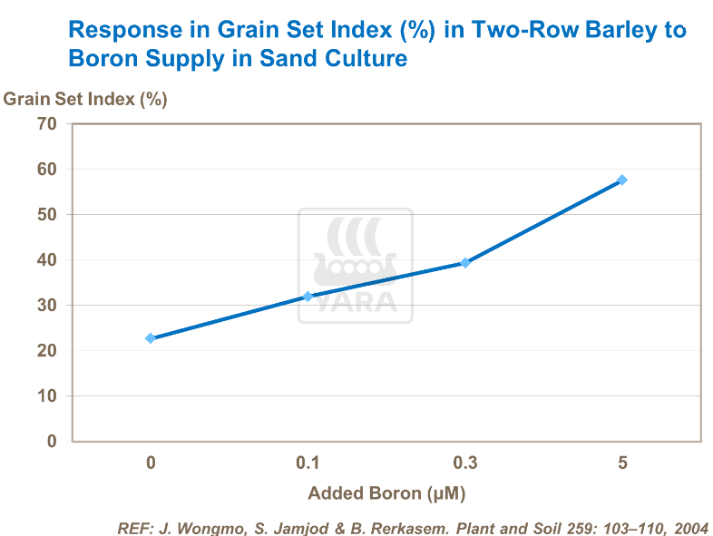 Effet du bore sur orge cultivé dans sable