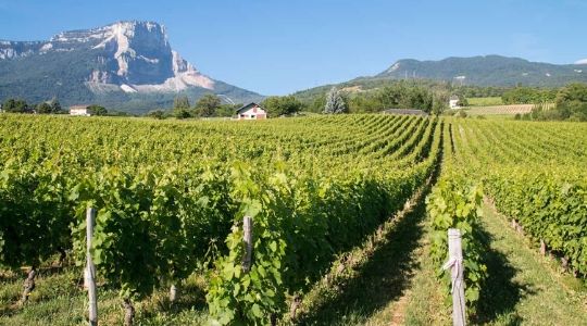 Vignoble au pied de la montagne