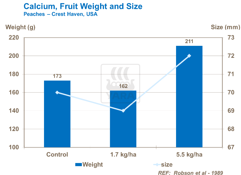 Calcium, poids et taille des fruits - Pêches 