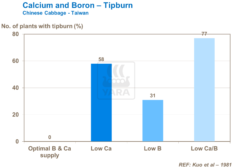 Calcium et bore - Brûlures apicales - Chou chinois