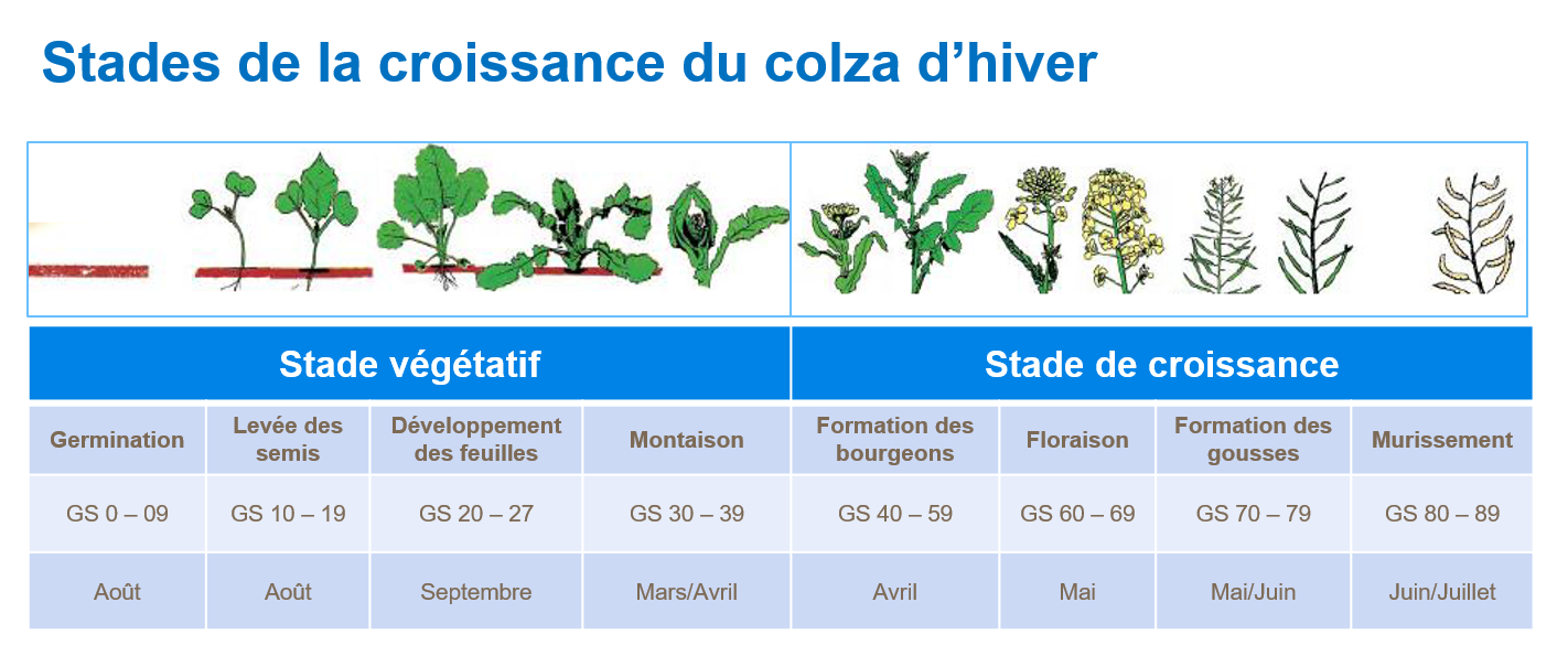 Stades de la croissance du colza d'hiver