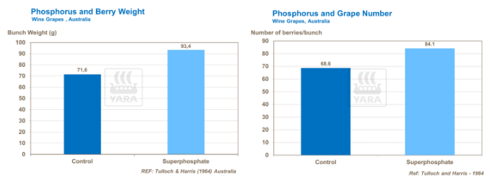 Graphique liens entre phosphore et poids et nombre des grains